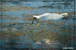 Aigrette garzette